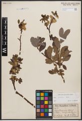 Salix bicolor Ehrh. ex Willd.